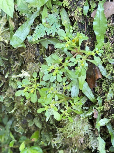 Sedum actinocarpum, photograph 2