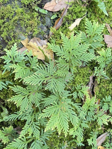 Selaginella delicatula, photograph 5