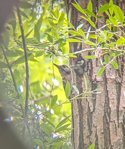 Great Spotted Woodpecker
