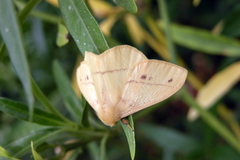 Eupterote bifasciata