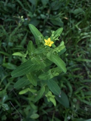 Hypericum sampsonii