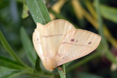 Eupterote bifasciata