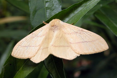 Eupterote bifasciata