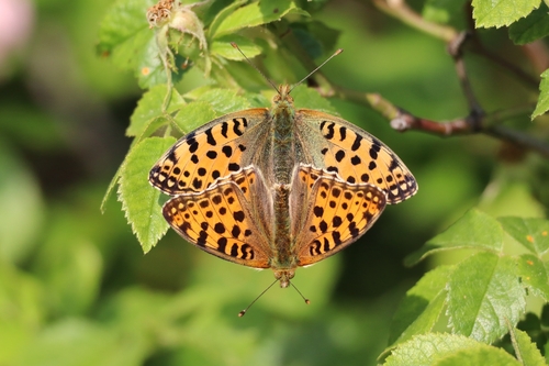Queen of Spain Fritillary photo 3