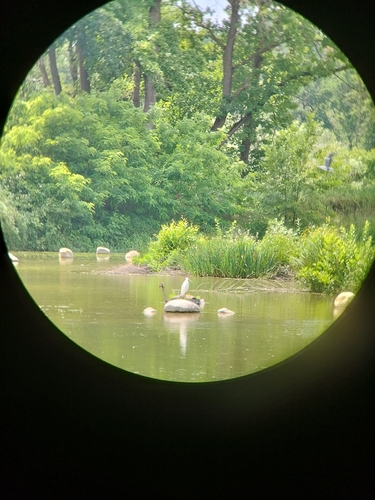iNaturalist image