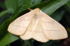 Eupterote bifasciata