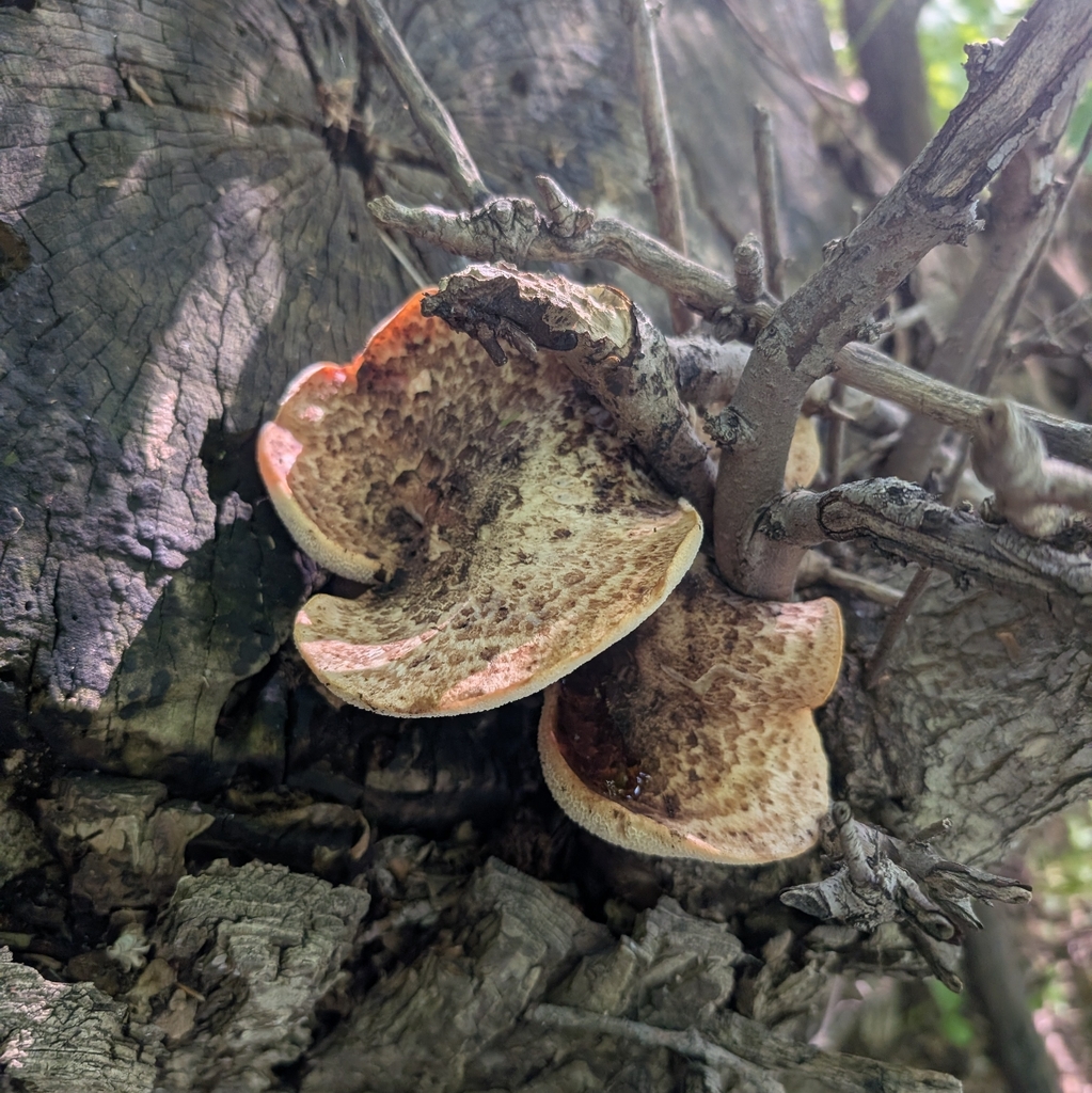 Dryad's Saddle · June 2026 · photo: Photo: (c) Jon, some rights reserved (CC BY) · iNaturalist
