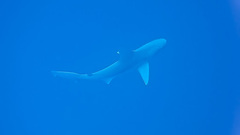 Carcharhinus plumbeus