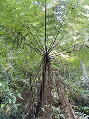 (c) Kiwi Shen, some rights reserved (CC BY) Alsophila spinulosa, photograph (c) Kiwi Shen, some rights reserved (CC BY)