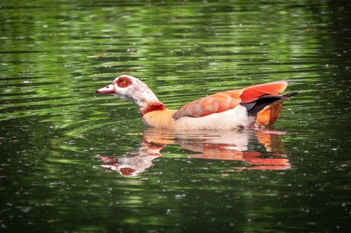 iNaturalist image
