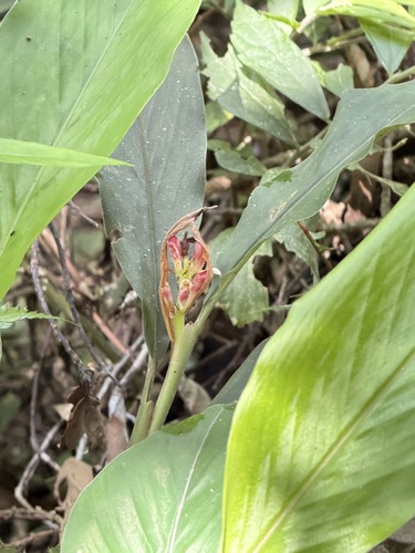 Alpinia japonica
