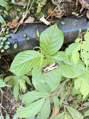 Chloranthus oldhamii, photograph (c) Kiwi Shen, some rights reserved (CC BY)
