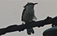 Campylorhynchus rufinucha