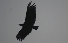 Coragyps atratus