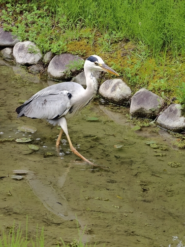Grey Heron