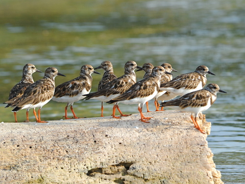iNaturalist image
