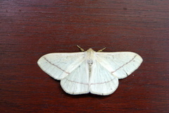 Eupterote bifasciata