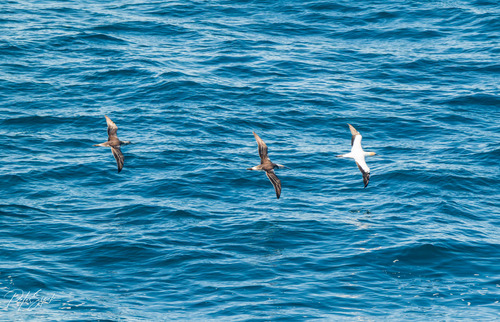 iNaturalist image