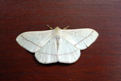 Eupterote bifasciata
