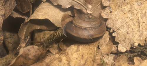 Nesiohelix caspari