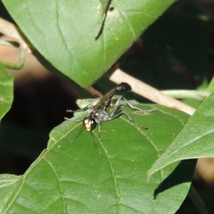 Eremnophila