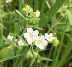 Pholistoma membranaceum