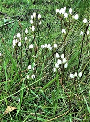 Gentianella cunninghamii