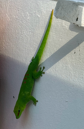 Madagascar Giant Day Gecko