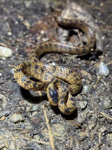 Pareas dulongjiangensis
