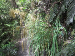 Miscanthus nepalensis