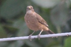 Turdus grayi