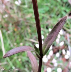 Gentianella cunninghamii