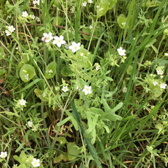 Pholistoma membranaceum