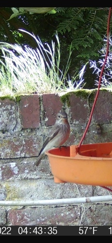 Spotted Flycatcher