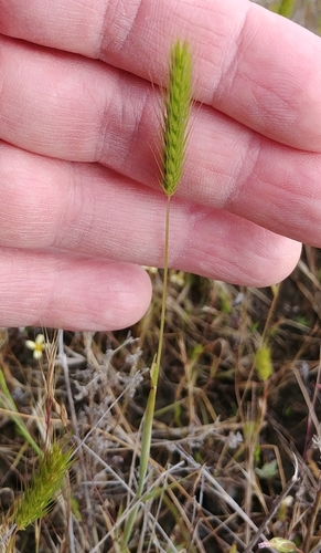 Image of bobtail barley by no rights reserved