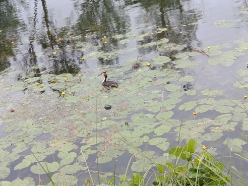 Great Crested Grebe