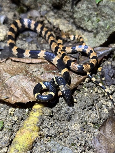 Gongshan Wolf Snake
