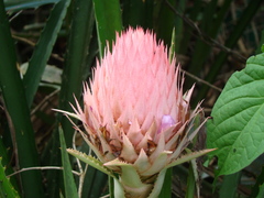 Ananas