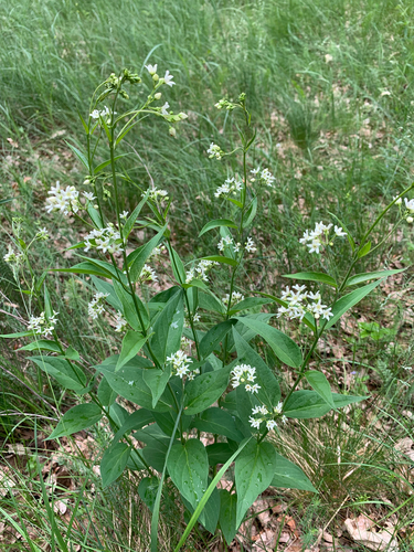 Swallow-wort