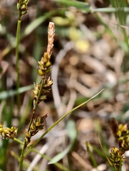 Carex liparocarpos, photograph (c) fmunoz, some rights reserved (CC BY)