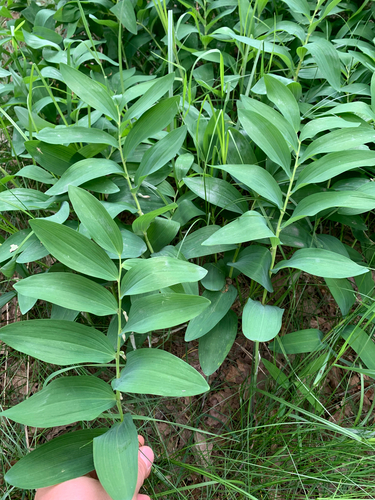 Scented Solomon's-seal
