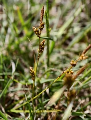 Carex liparocarpos, photograph (c) fmunoz, some rights reserved (CC BY)