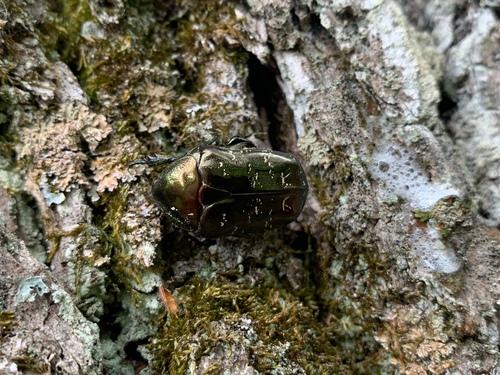 Marbled Rose-chafer