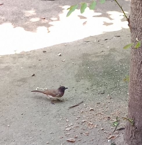 Common Bulbul