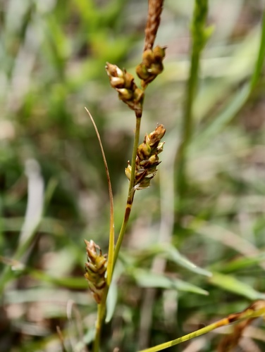 Carex liparocarpos, photograph 6