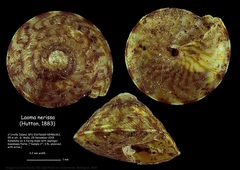 Laoma nerissa