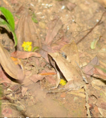 Physalaemus lateristriga