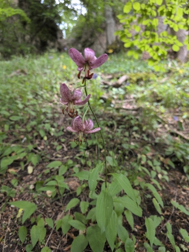 Martagon Lily