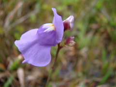 Utricularia tricolor