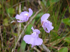 Utricularia tricolor